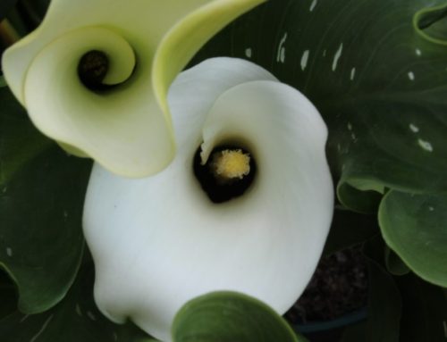 What Does A Calla Lily Represent In Your World?