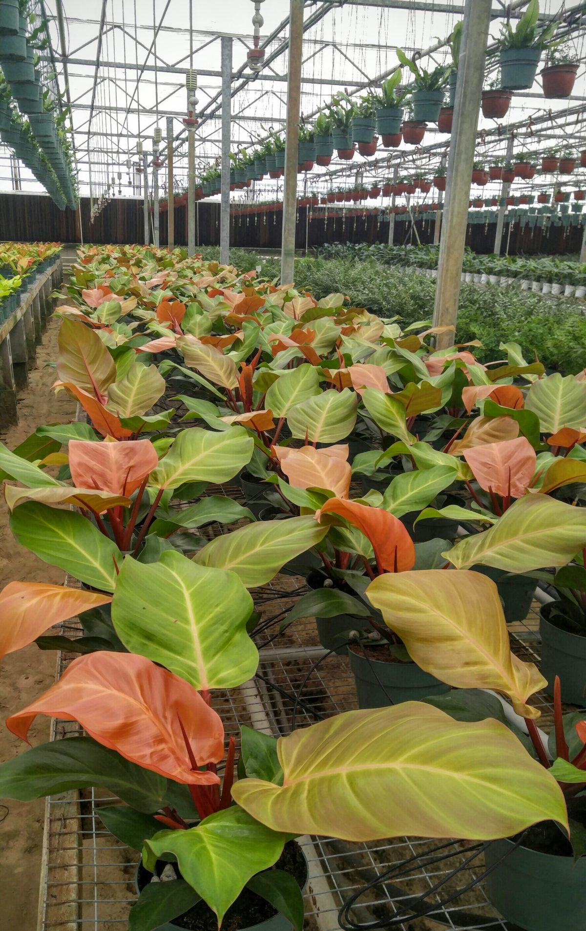 Wholesale Division We’re Alway Growing Tropicals – Homestead Growers ...